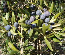 Arbequina tree